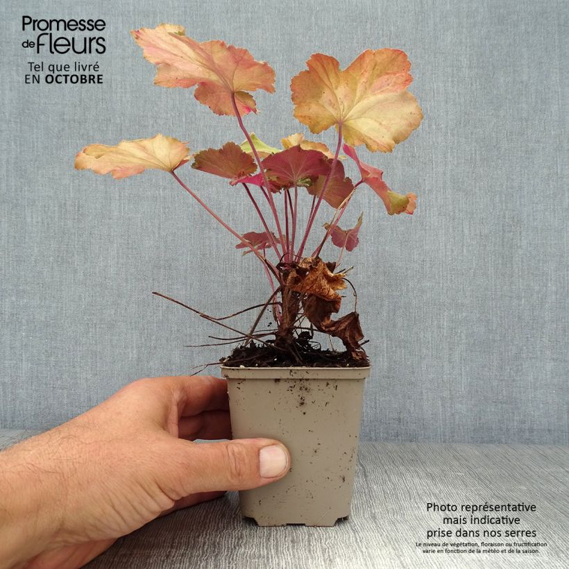 Exemplaar van Heuchera Mega Caramel - Purperklokje Kweekpotje van 8/9 cm zoals geleverd in de herfst
