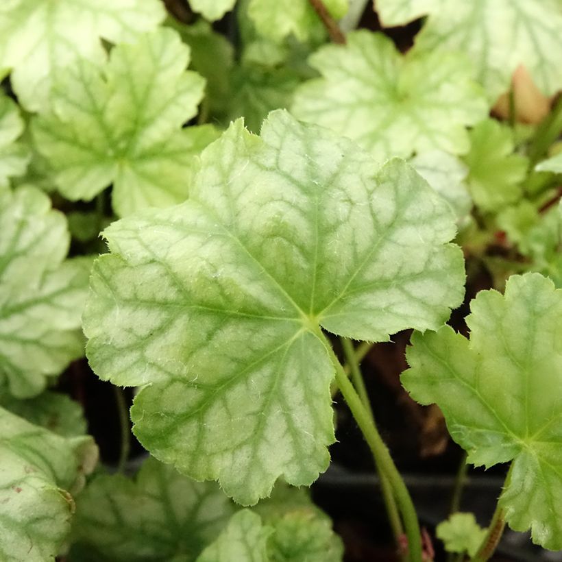 Heuchera Paris - Purperklokje (Blad)