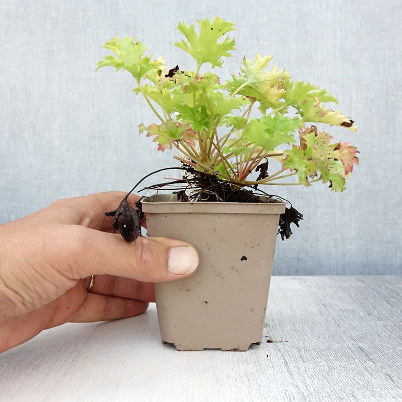 Exemplaar van Heuchera Pear Crisp - Purperklokje Kweekpotje van 8/9 cm zoals geleverd in de zomer