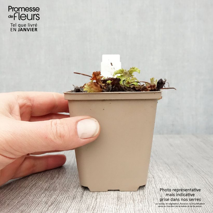 Example of Heuchère Pear Crisp Kweekpotje van 8/9 cm as you get in hiver