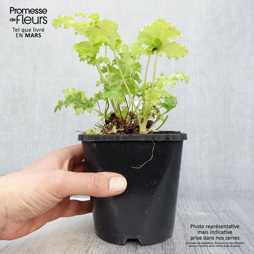 Exemplaar van Heuchera Pear Crisp - Purperklokje Pot van 1,5 l/2 l zoals geleverd in de lente