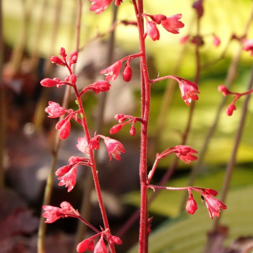 Heuchera Pinky Panky - Purperklokje (Bloei)