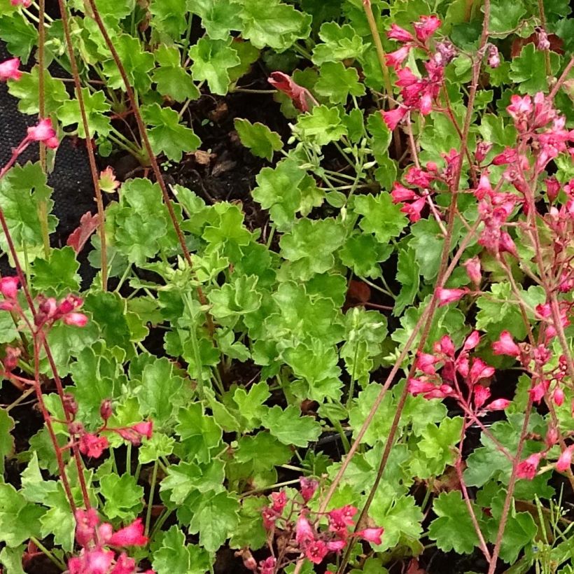 Heuchera Pluie de Feu - Purperklokje (Foliage)
