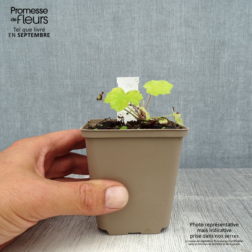 Exemplaar van Heuchera Pretty Pistachio - Purperklokje Kweekpotje van 8/9 cm zoals geleverd in de zomer