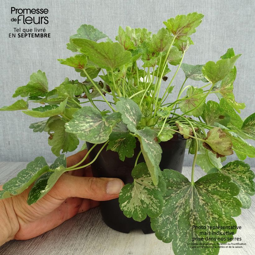 Exemplaar van Heuchera Snowy Panky - Purperklokje Pot van 1,5 l/2 l zoals geleverd in de zomer