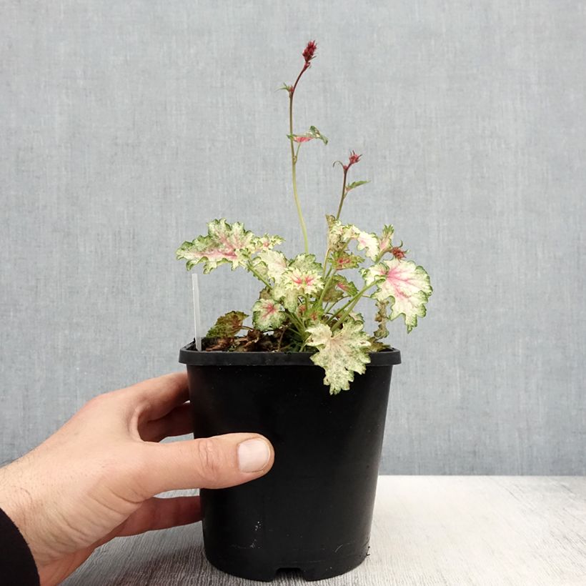 Exemplaar van Heuchera Snowy Panky - Purperklokje Pot van 1,5 l/2 l zoals geleverd in de lente