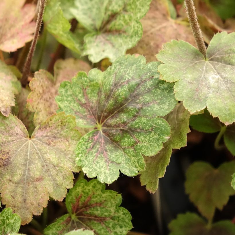 Heuchera Snowy Panky - Purperklokje (Blad)