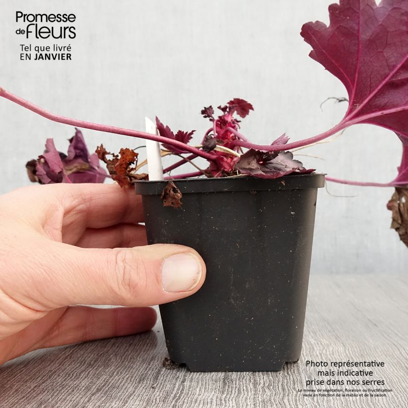 Example of Heuchera Dolce Wildberry - Purperklokje Kweekpotje van 8/9 cm as you get in hiver