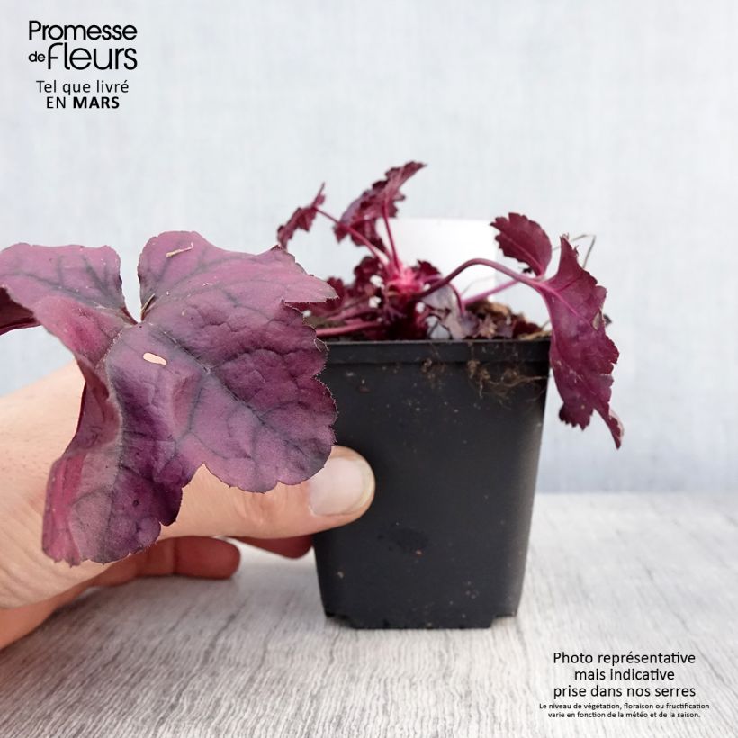 Exemplaar van Heuchera Dolce Wildberry - Purperklokje Kweekpotje van 8/9 cm zoals geleverd in de lente