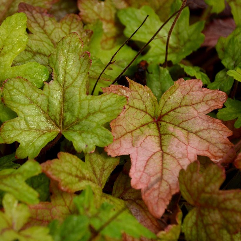 Heucherella Alabama Sunrise - Purperklokje (Foliage)
