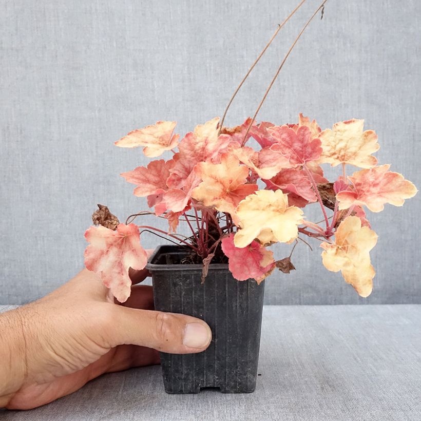 Exemplaar van Heucherella Copper Cascade - Purperklokje Kweekpotje van 8/9 cm zoals geleverd in de zomer