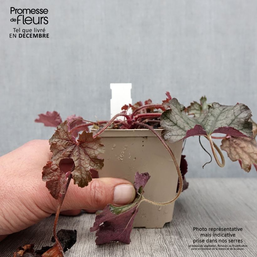 Exemplaar van Heucherella Cracked Ice - Purperklokje Kweekpotje van 8/9 cm zoals geleverd in de herfst