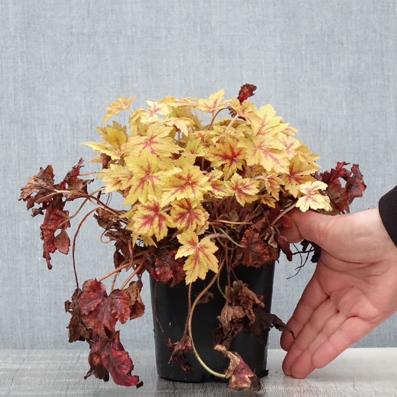 Exemplaar van Heucherella Golden Zebra - Purperklokje Pot van 1,5 l/2 l zoals geleverd in de lente