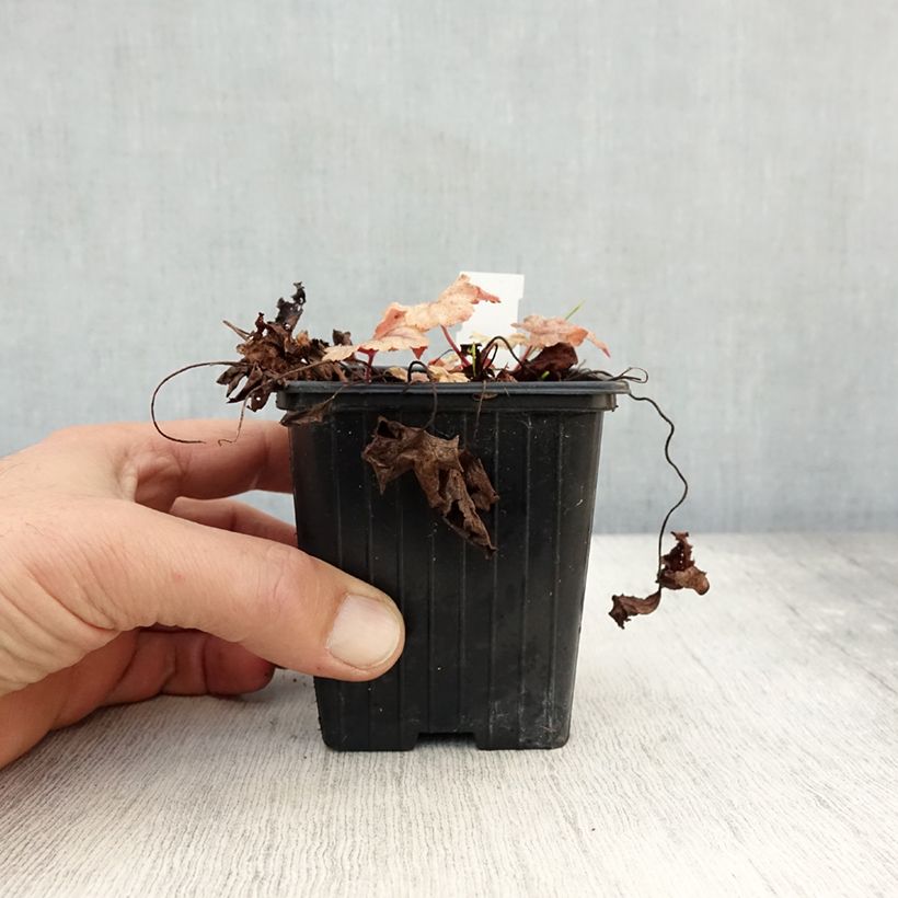 Exemplaar van Heucherella Honey Rose - Purperklokje Kweekpotje van 8/9 cm zoals geleverd in de herfst
