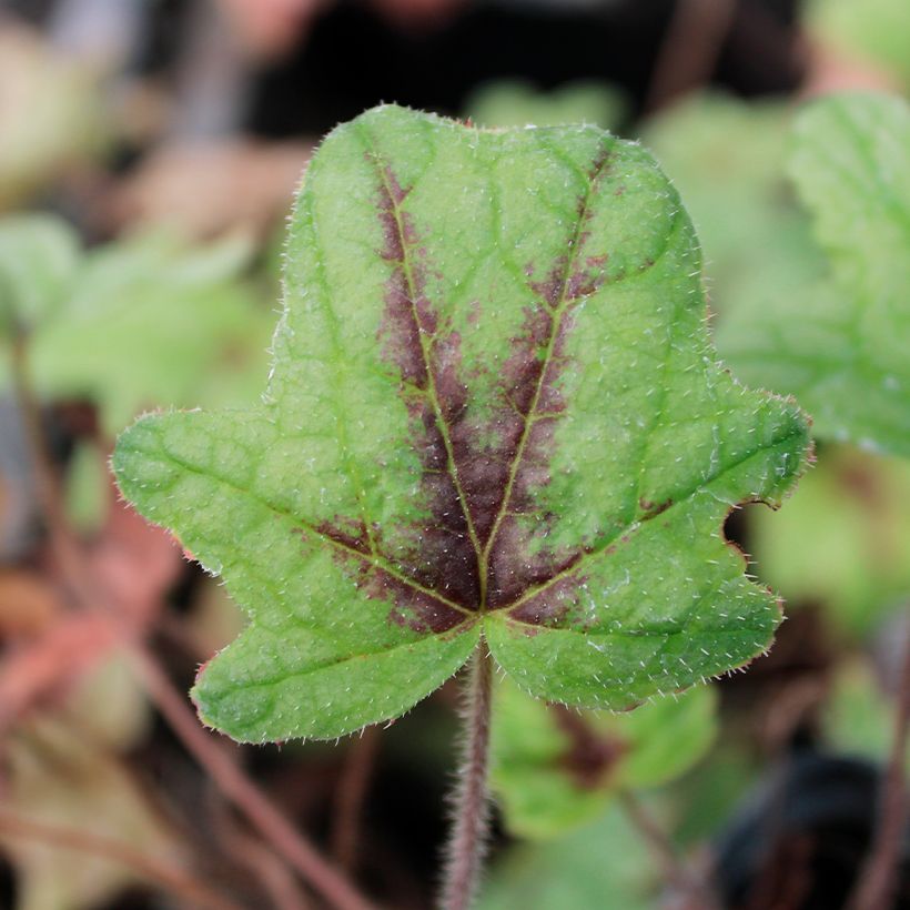 Heucherella Kimono - Purperklokje (Blad)