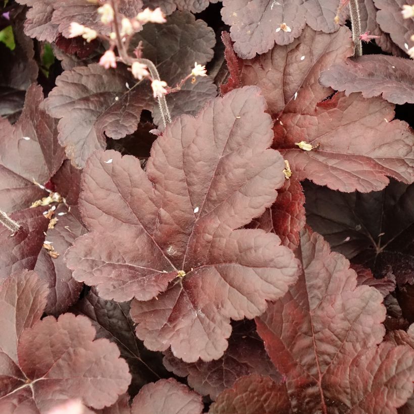 Heucherella Onyx - Purperklokje (Blad)