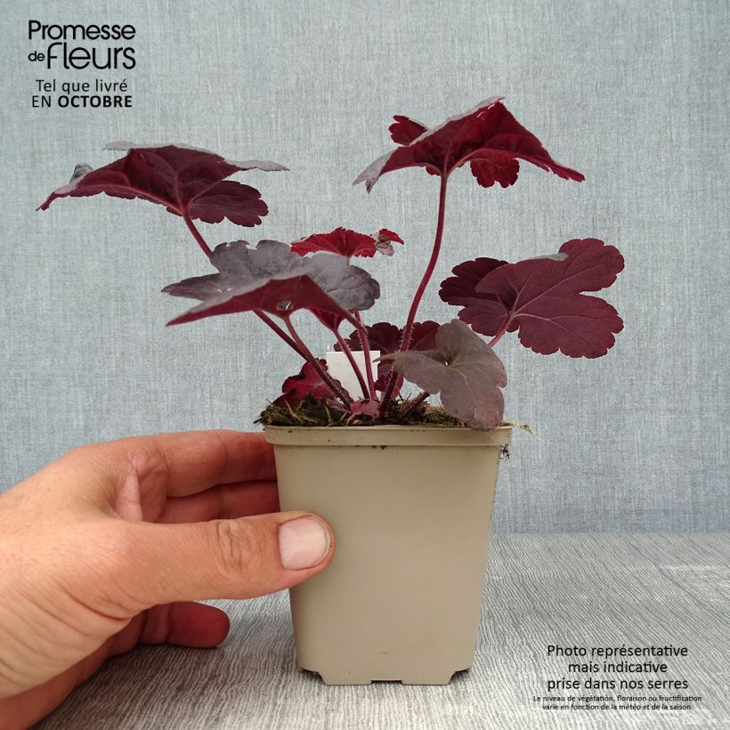 Exemplaar van Heucherella Onyx - Purperklokje Kweekpotje van 8/9 cm zoals geleverd in de herfst