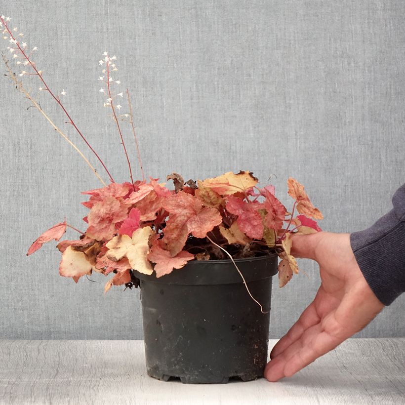 Exemplaar van Heucherella Redstone Fall - Purperklokje Pot van 2 l/3 l zoals geleverd in de zomer