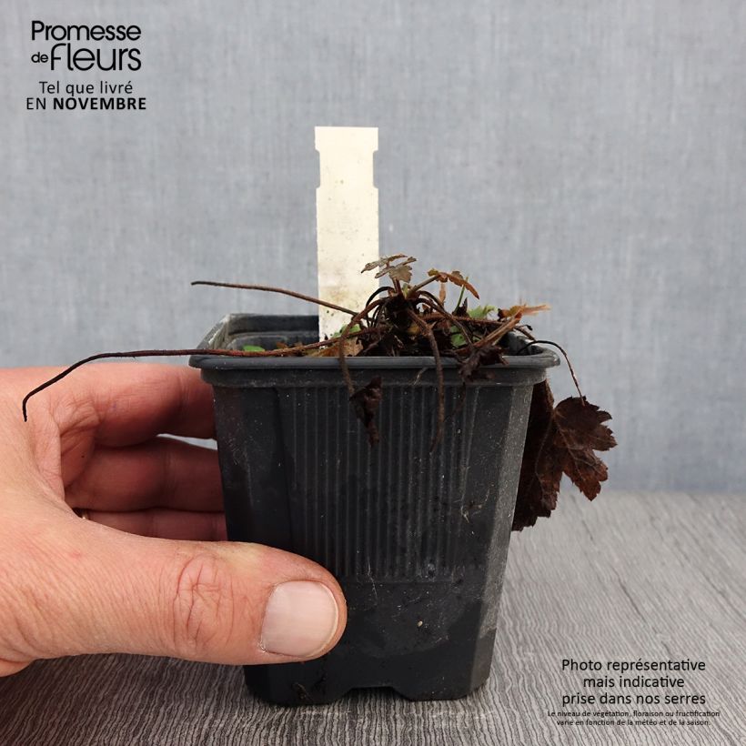 Exemplaar van Heucherella Silver Streak - Purperklokje Kweekpotje van 8/9 cm zoals geleverd in de herfst