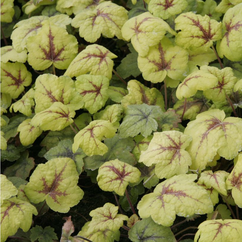 Heucherella Stoplight - Purperklokje (Foliage)