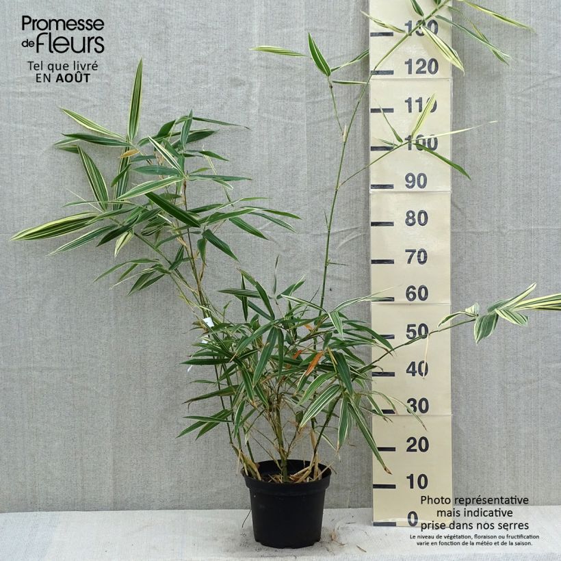 Exemplaar van Hibanobambusa tranquillans Shiroshima - Bamboe Pot van 4 l/5 l zoals geleverd in de zomer