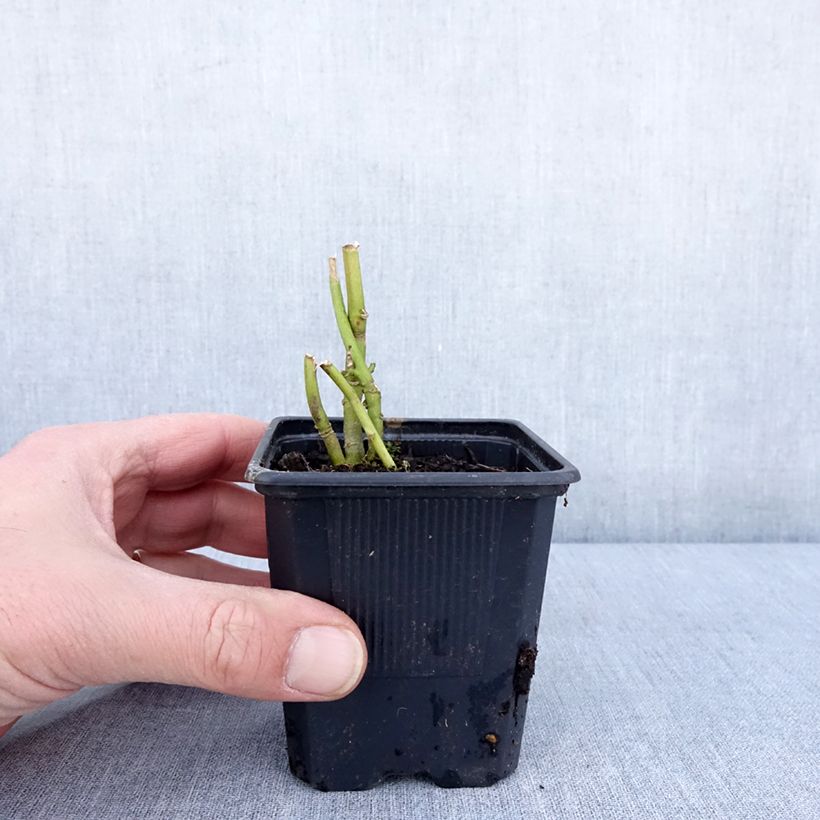 Example of Hibiscus moscheutos Carousel Ghost - Moerashibiscus Kweekpotje van 8/9 cm as you get in hiver