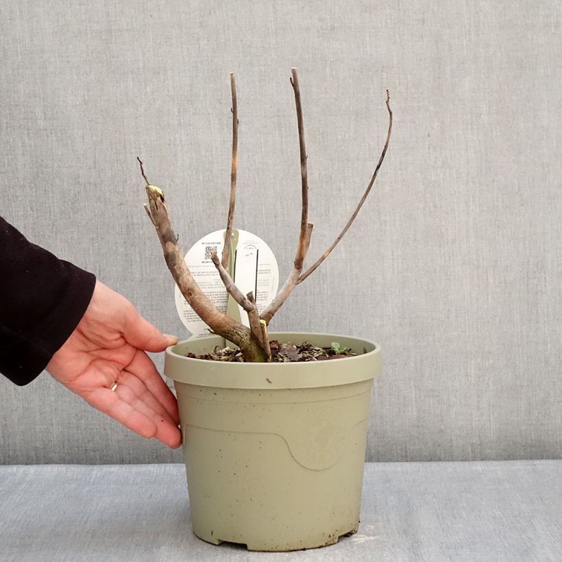 Exemplaar van Hibiscus moscheutos Carousel Ghost - Moerashibiscus Pot van 3 l/4 l zoals geleverd in de winter