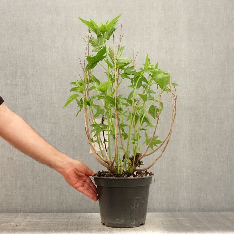 Exemplaar van Hibiscus moscheutos Fujin - Moerashibiscus Pot van 4 l/5 l zoals geleverd in de lente