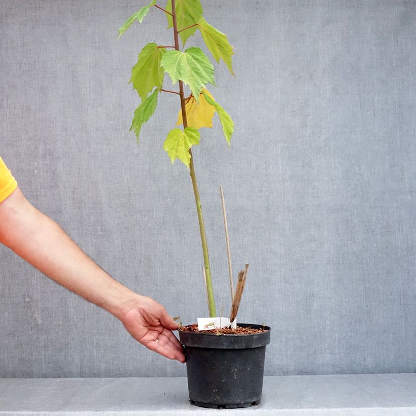 Exemplaar van Hibiscus moscheutos Planet Solène - Moerashibiscus Pot van 3 l/4 l zoals geleverd in de zomer