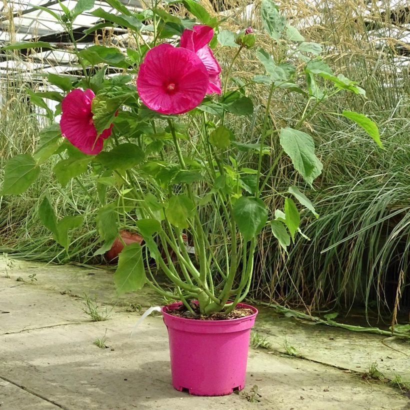 Hibiscus moscheutos Roze - Moerashibiscus (Plant habit)