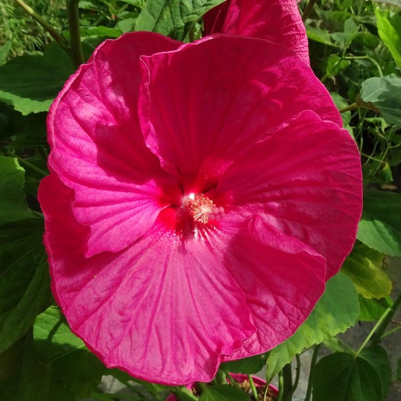 Hibiscus moscheutos Roze - Moerashibiscus (Flowering)