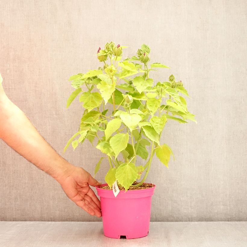 Exemplaar van Hibiscus moscheutos Roze - Moerashibiscus Pot van 2 l/3 l zoals geleverd in de zomer