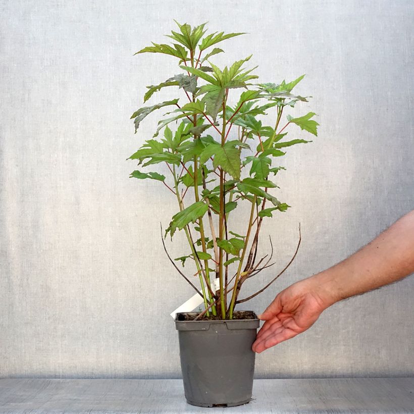 Exemplaar van Hibiscus moscheutos Summerific Berry Awesome - Moerashibiscus Pot van 3 l/4 l zoals geleverd in de zomer