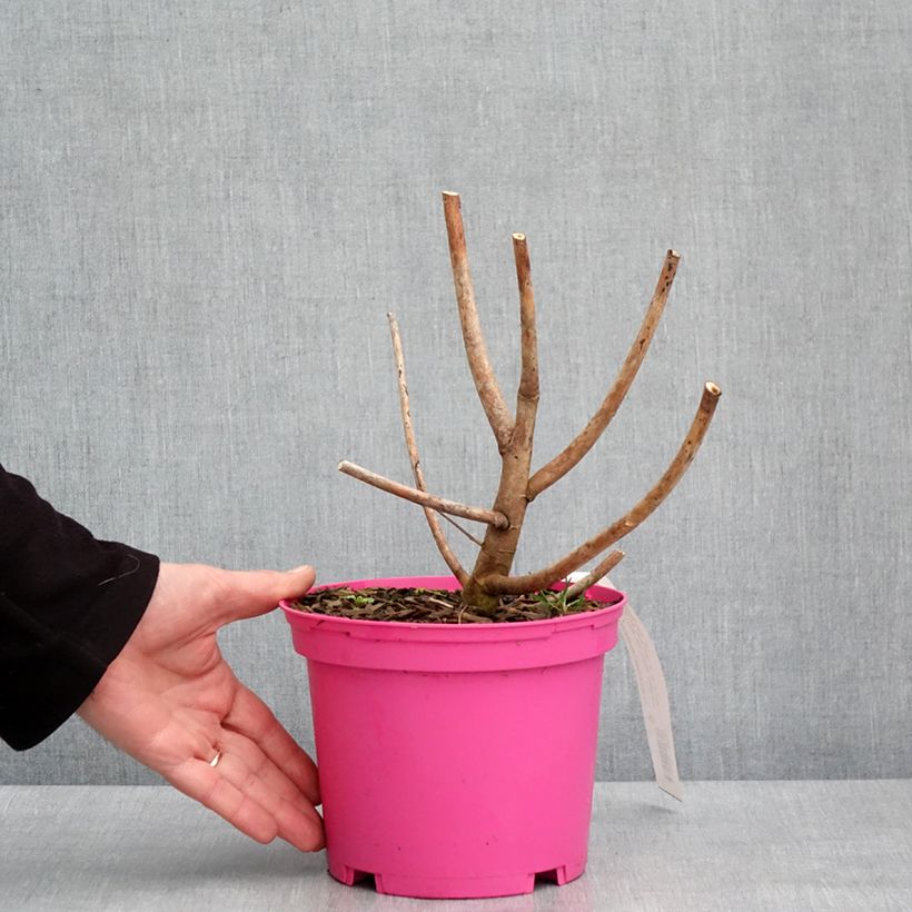 Example of Hibiscus moscheutos Summerific Berry Awesome - Hibiscus des marais  Pot van 3 l/4 l as you get in hiver