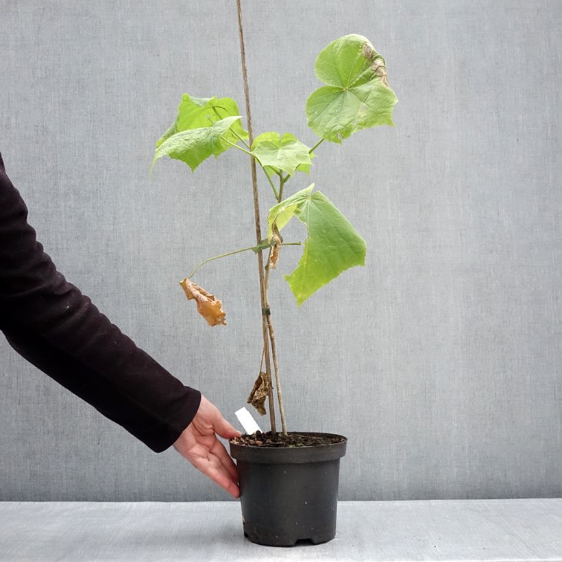 Example of Hibiscus paramutabilis  Pot van 2 l/3 l as you get in hiver