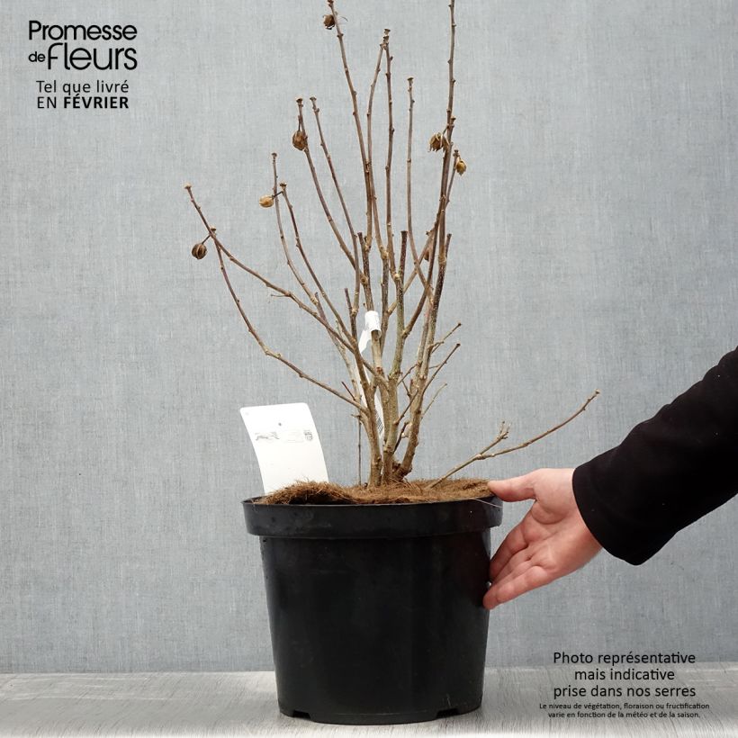 Example of Hibiscus Pink Giant - Althéa rose à coeur rouge Pot van 7,5 l/10 l as you get in hiver