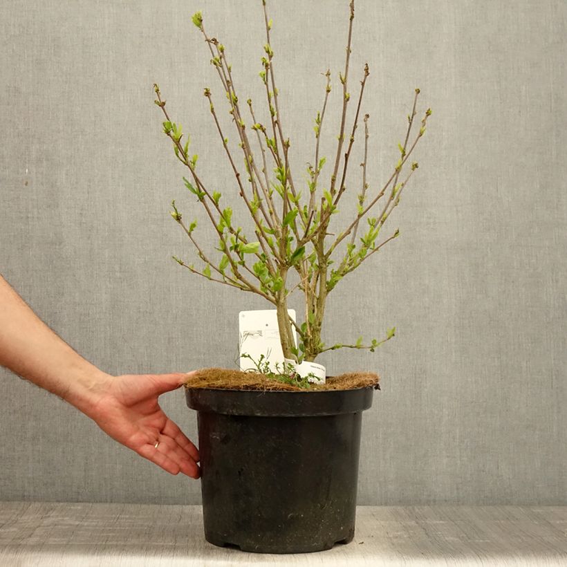 Exemplaar van Hibiscus syriacus Pink Giant - Tuinhibiscus Pot van 7,5 l/10 l zoals geleverd in de lente