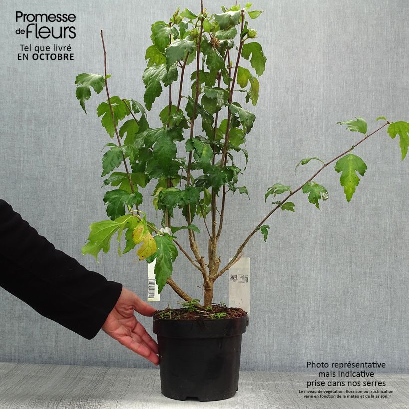 Exemplaar van Hibiscus syriacus Pink Giant - Tuinhibiscus Pot van 4 l/5 l zoals geleverd in de herfst