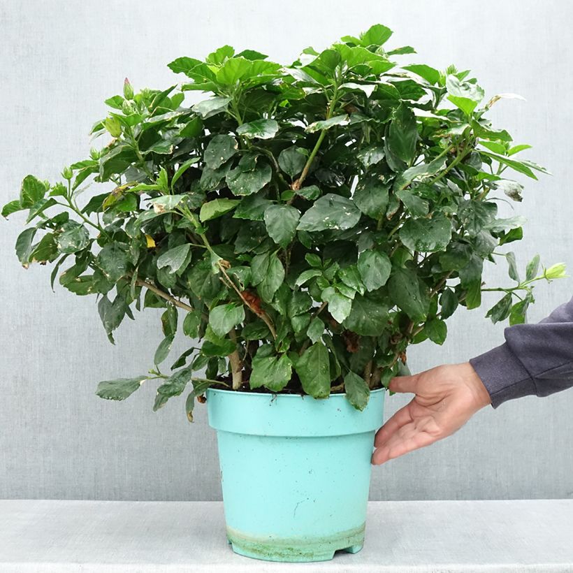 Example of Hibiscus rosa-sinensis - Rose de Chine Pot van 7,5 l/10 l as you get in printemps