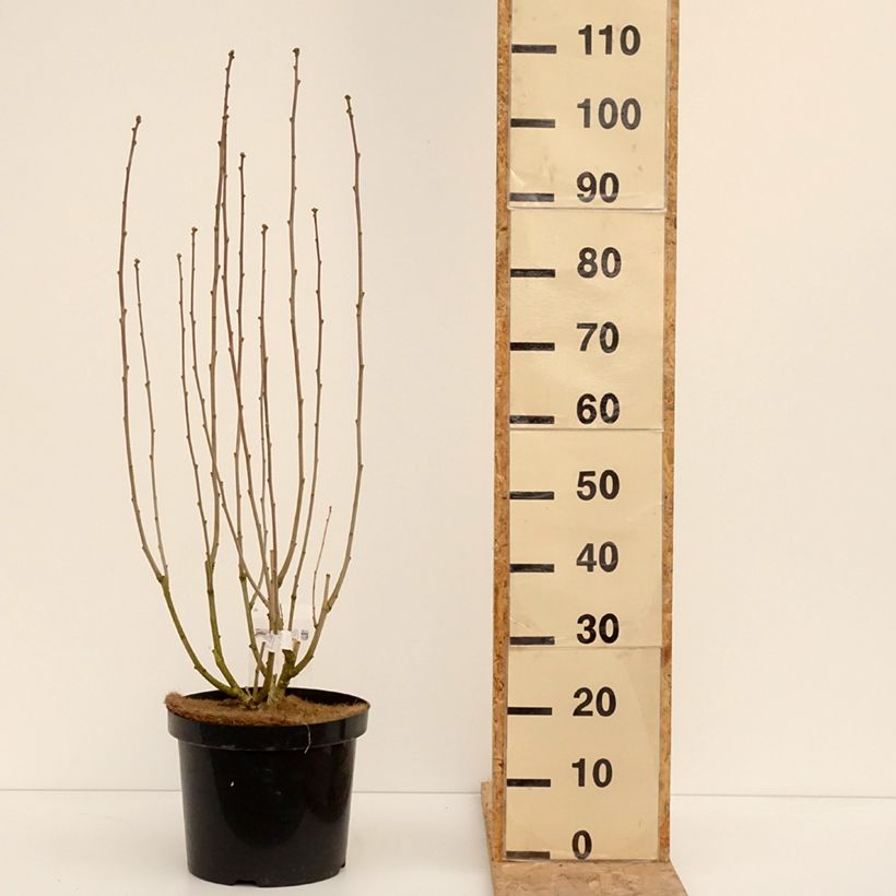 Example of Hibiscus Rose Moon - Althéa rose à coeur rouge Pot van 7,5 l/10 l as you get in hiver