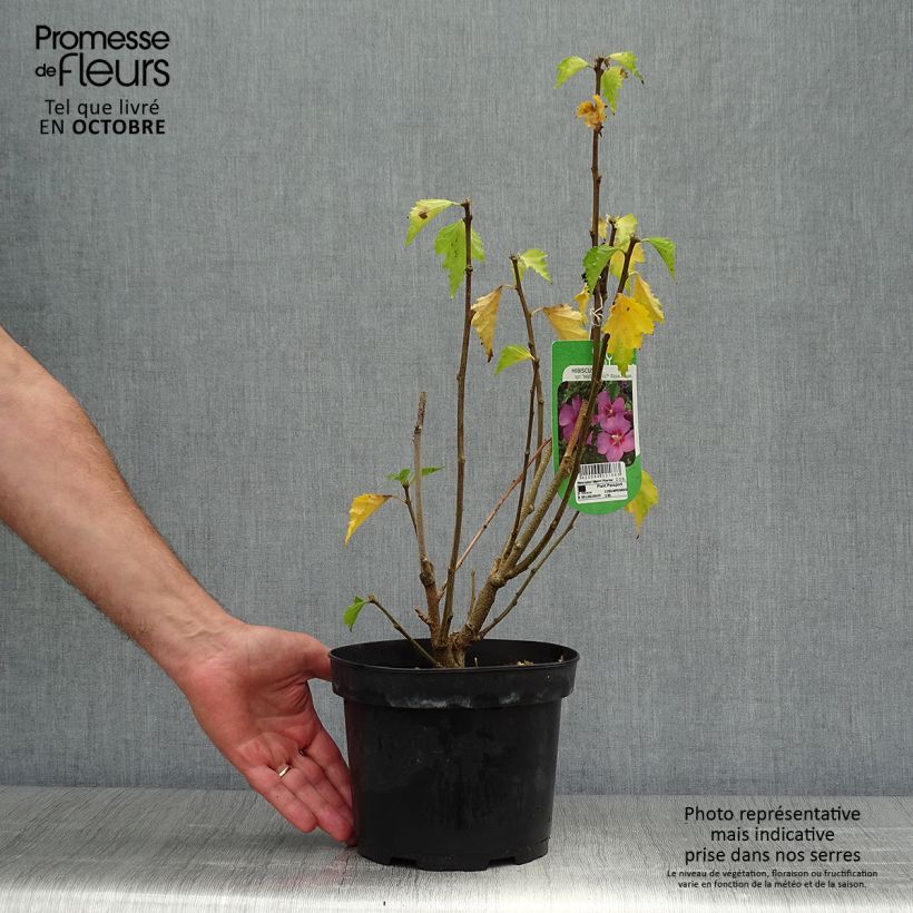 Exemplaar van Hibiscus Rose Moon - Tuinhibiscus Pot van 3 l/4 l zoals geleverd in de herfst