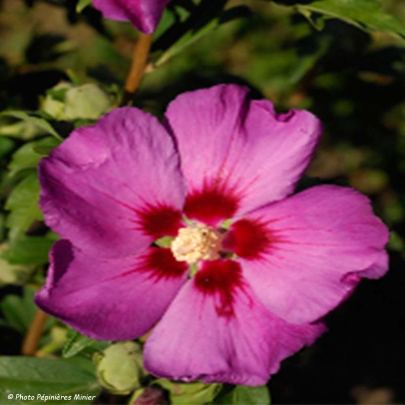 Hibiscus syriacus Russian Violet - Tuinhibiscus (Flowering)