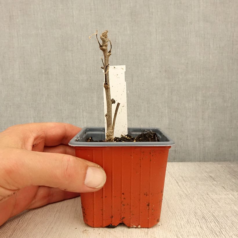 Example of Hibiscus syriacus Admiral Dewey - Althéa blanc double Kweekpotje van 8/9 cm as you get in printemps