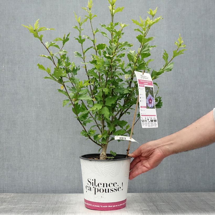 Exemplaar van Hibiscus syriacus Btwist Lavender - Tuinhibiscus Pot van 4 l/5 l zoals geleverd in de zomer