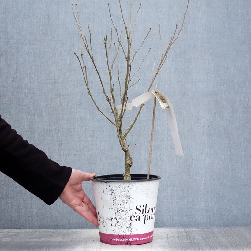 Example of Hibiscus syriacus B'twist Lavender - Althéa lavande à coeur rouge Pot van 4 l/5 l as you get in hiver