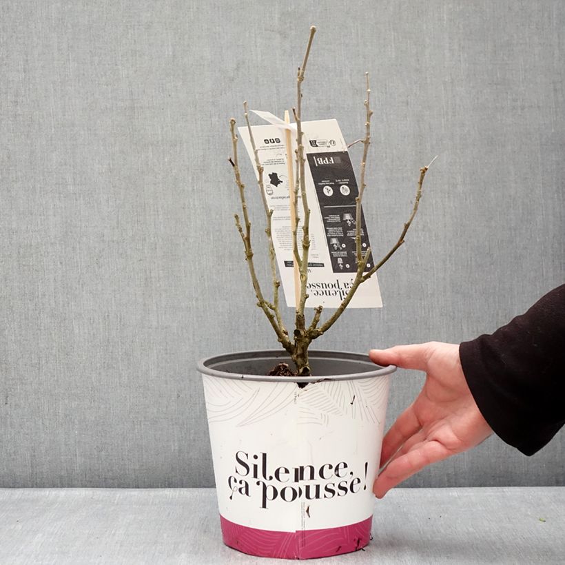 Exemplaar van Hibiscus syriacus Beautifull Cobalt - Tuinhibiscus Pot van 4 l/5 l zoals geleverd in de winter