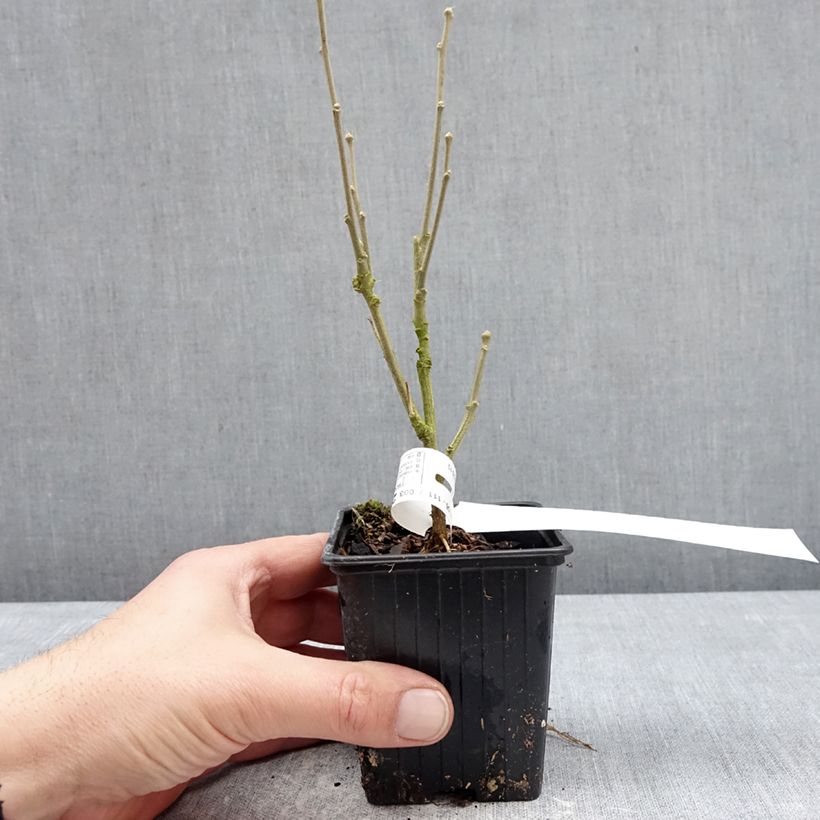 Exemplaar van Hibiscus syriacus Beautifull Magenta - Tuinhibiscus Kweekpotje van 8/9 cm zoals geleverd in de winter