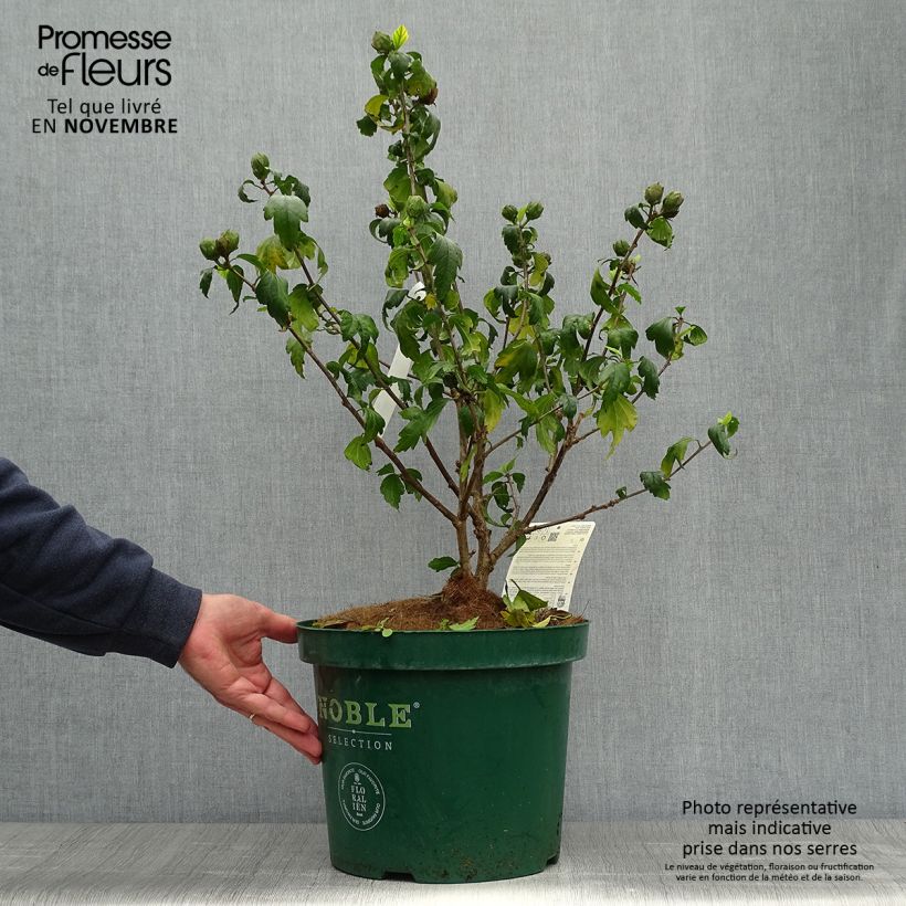 Exemplaar van Hibiscus syriacus Blue Chiffon - Tuinhibiscus Pot van 7,5 l/10 l zoals geleverd in de herfst