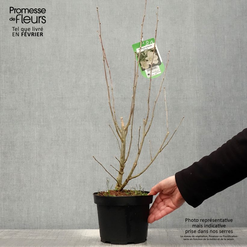 Example of Hibiscus syriacus Diana - Tuinhibiscus Pot van 3 l/4 l as you get in hiver