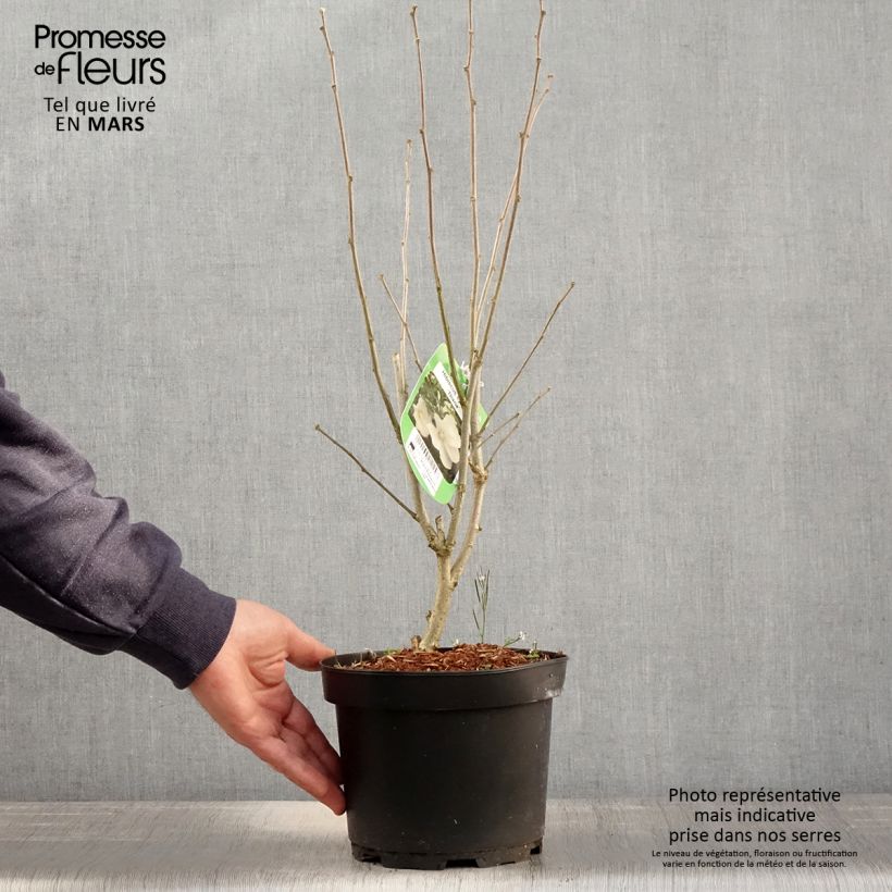 Exemplaar van Hibiscus syriacus Diana - Tuinhibiscus Pot van 3 l/4 l zoals geleverd in de lente